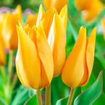 Тюльпан Praestans Shogun - Зображення 3