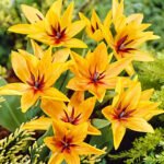 Тюльпан Praestans Shogun - Зображення 2