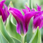 Тюльпан Purple Doll - Зображення 2