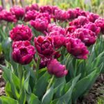 Тюльпан Alison Bradley