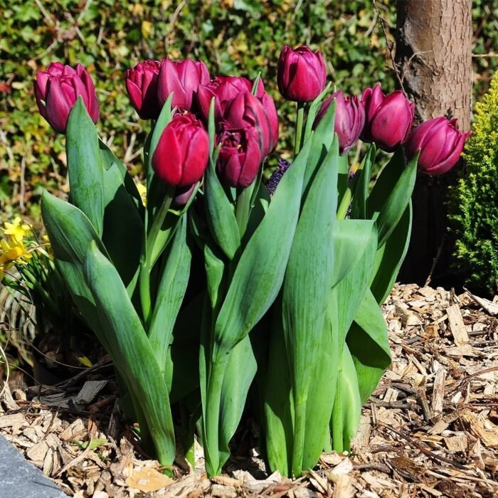 Тюльпан Alison Bradley - Зображення 2