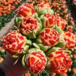 Тюльпан Cannonball - Зображення 2