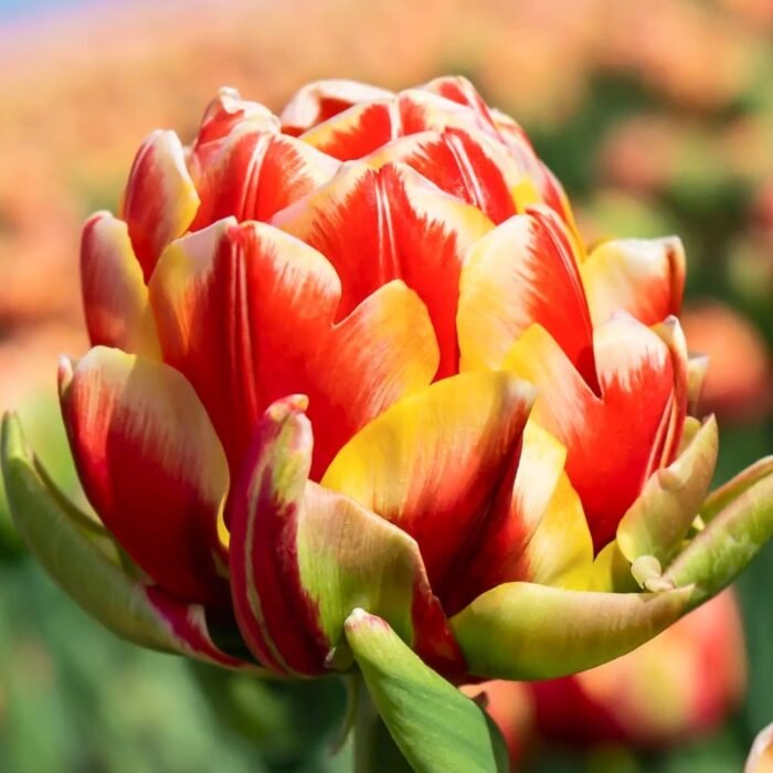 tulips-cannonbal Тюльпан Cannonball - Зображення 1