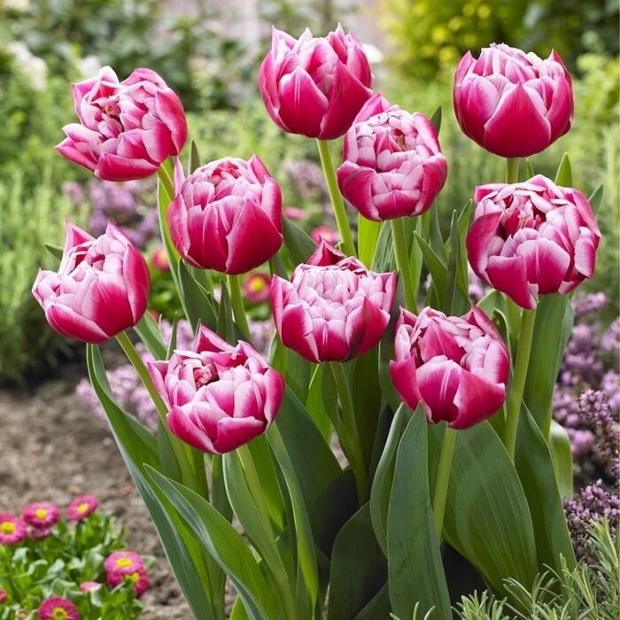 tulips-columbus-1-min Тюльпан Columbus - Зображення 1