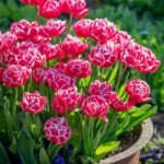 Тюльпан Columbus - Зображення 4