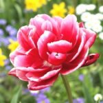 Тюльпан Columbus - Зображення 2