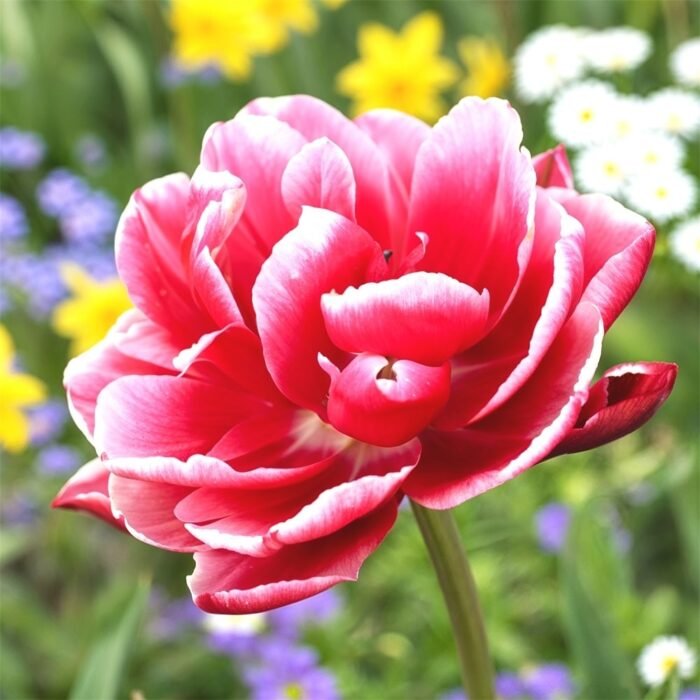 Тюльпан Columbus - Зображення 2