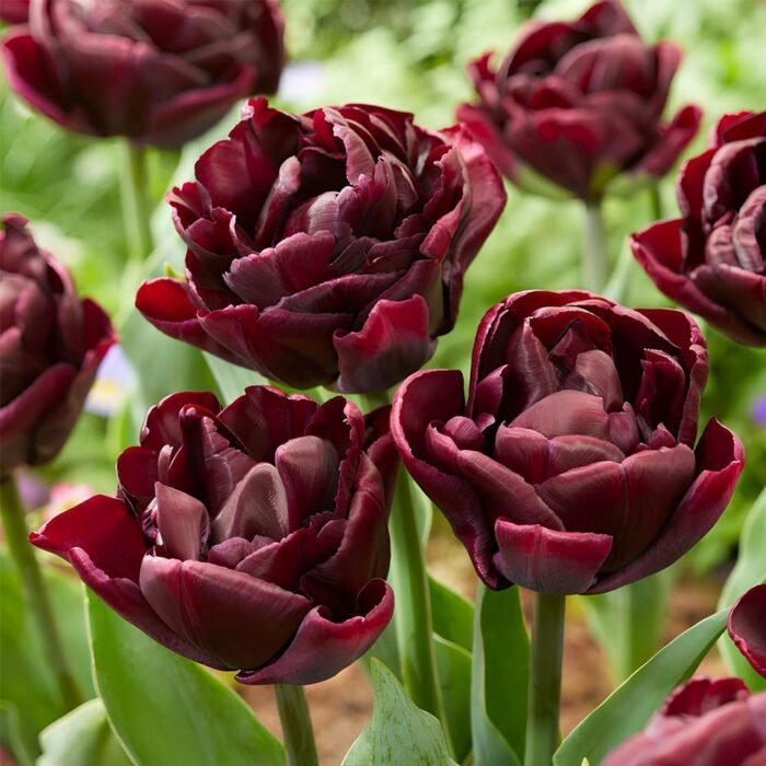 Тюльпан Black Canyon - Зображення 2