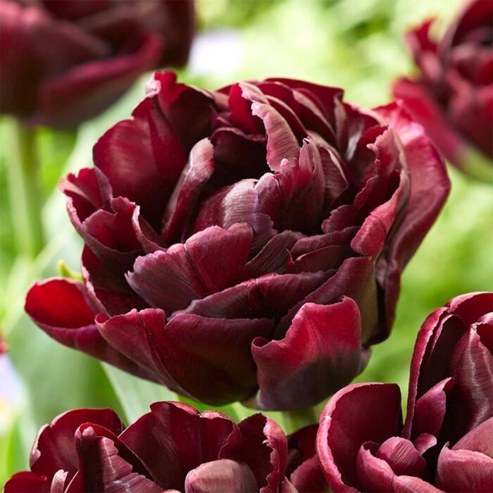 tulpan-black-canyon-min Тюльпан Black Canyon - Зображення 1