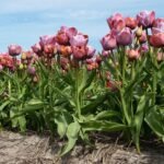 Тюльпан Blue Heaven - Зображення 2