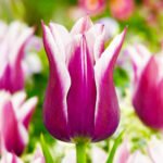 Тюльпан Claudia