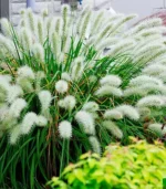 Пеннісетум 'Hameln' С1,5