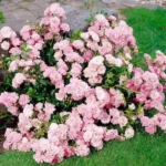 Троянда бордюрна 'Зе Фейрі' 'The Fairy'