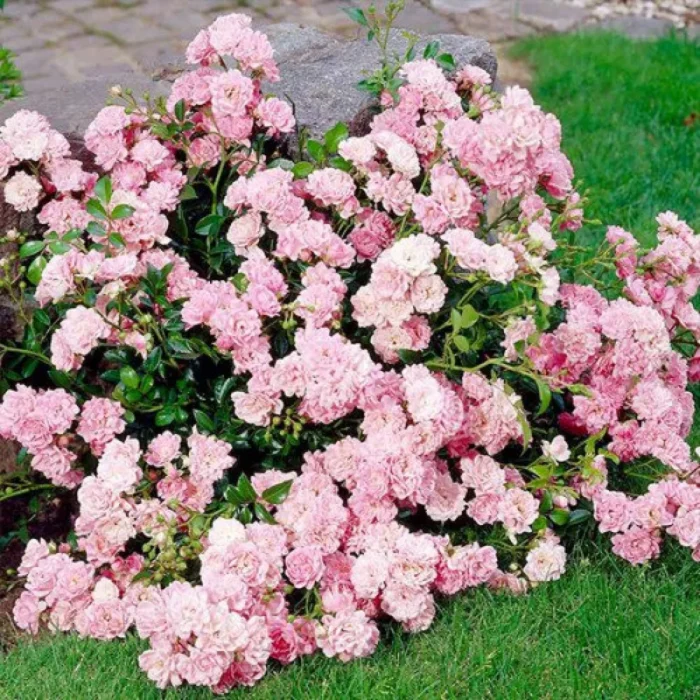 80e91221519711ef886f92269df41bc8_881eaae5519711ef886f92269df41bc8-1100x1100 Троянда бордюрна 'Зе Фейрі' 'The Fairy' - Зображення 1