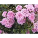 Троянда бордюрна 'Зе Фейрі' 'The Fairy' - Зображення 2