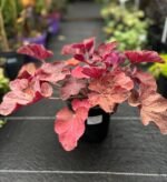 Гейхерела червона - Зображення 2