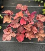 Гейхерела червона