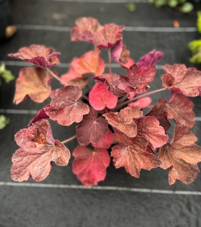 photo_2025-11-04_18-46-46 Гейхерела червона - Зображення 1