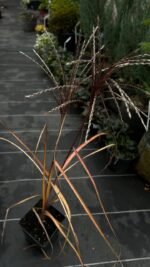 Міскантус китайський 'Malepartus' С1,5 - Зображення 3