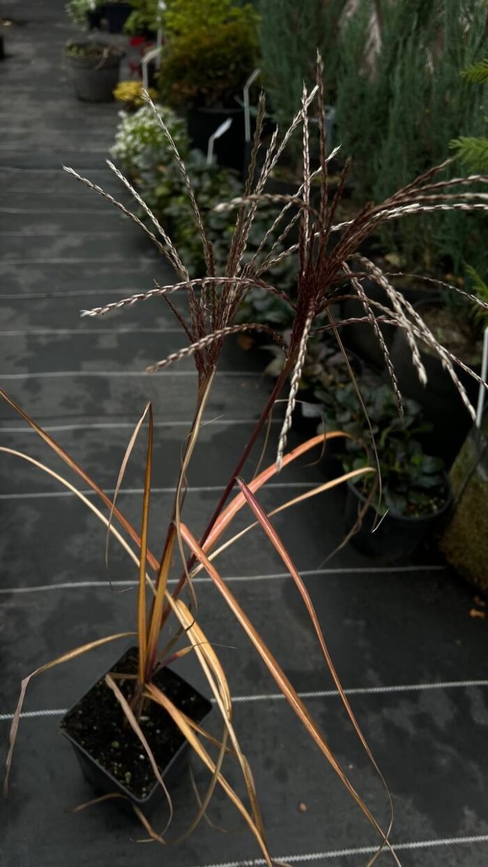 Міскантус китайський 'Malepartus' С1,5 - Зображення 3