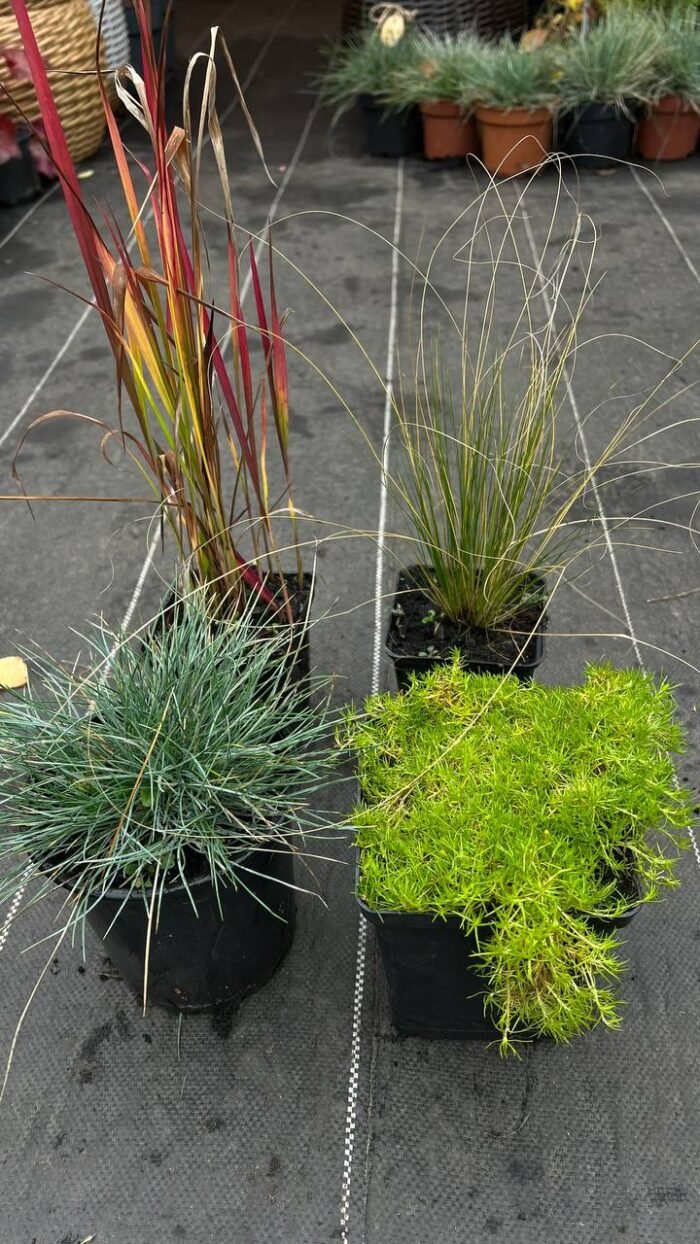 photo_2025-11-06_13-10-08 Набір з 4 рослин: Імперата, вівсяниця, ковила, мох - Зображення 1