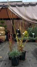 Набір з 3 рослин: Пеннісетум Японікум, вівсяниця, імперата - Зображення 4