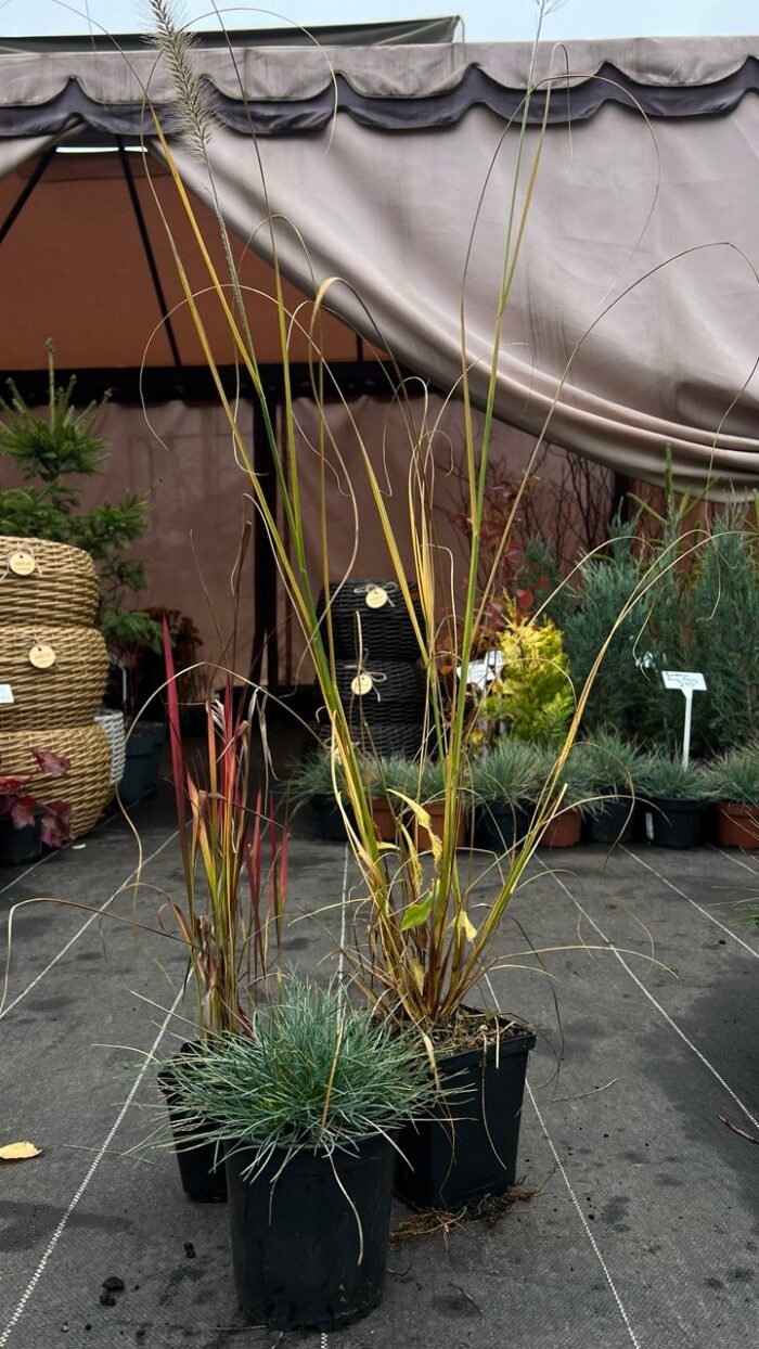 Набір з 3 рослин: Пеннісетум Японікум, вівсяниця, імперата - Зображення 4