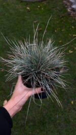 Набір з 3 рослин: Пеннісетум Японікум, вівсяниця, імперата - Зображення 2