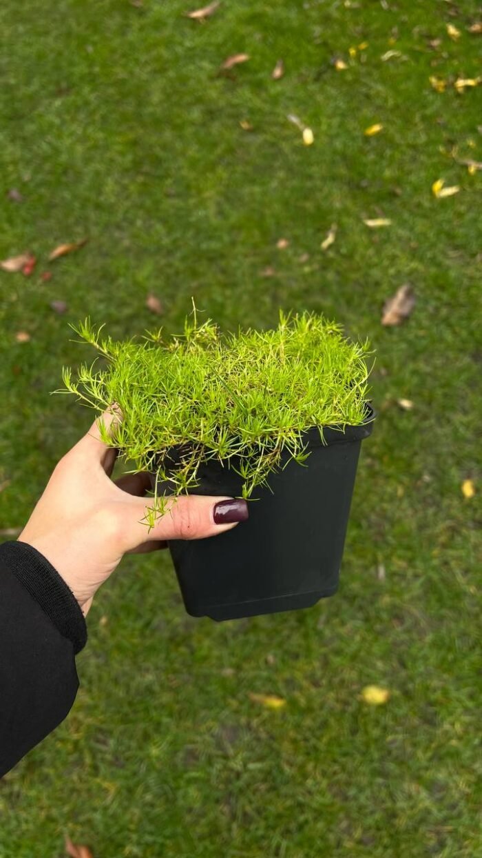 Набір з 4 рослин: Імперата, вівсяниця, ковила, мох - Зображення 2