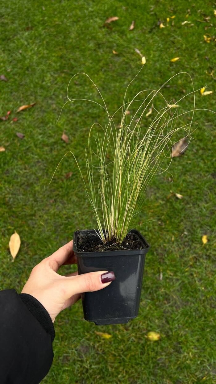 Набір з 5 рослин: Ковила, Ялівець Lime Glow, плющ гостролистий, плющ Вайт Вандер, барбарис Лімончело - Зображення 5