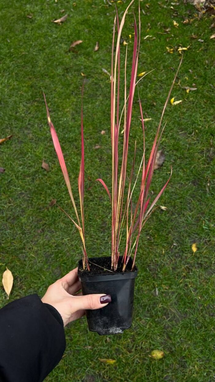 Набір з 3 рослин: Пеннісетум Японікум, вівсяниця, імперата - Зображення 3