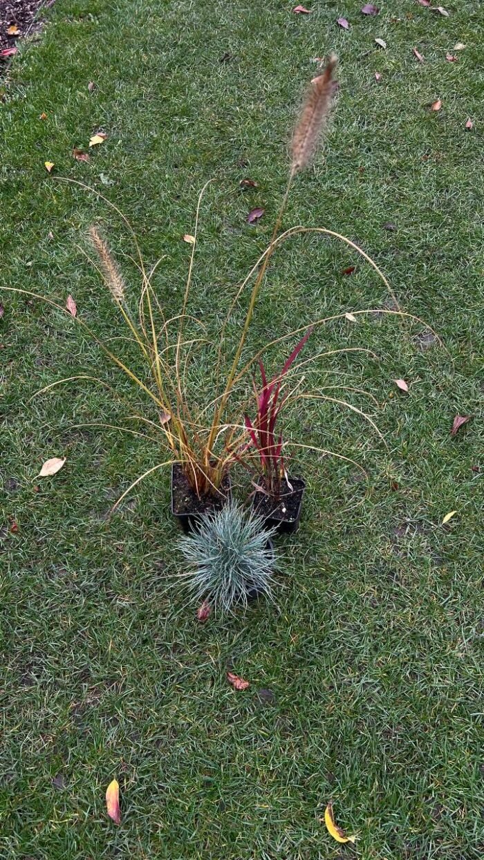 photo_2025-11-06_13-22-14 Набір з 3 рослин: Пеннісетум Японікум, вівсяниця, імперата - Зображення 1