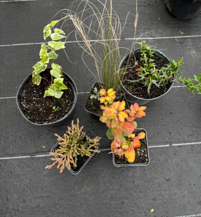 photo_2025-11-06_13-28-26 Набір з 5 рослин: Ковила, Ялівець Lime Glow, плющ гостролистий, плющ Вайт Вандер, барбарис Лімончело - Зображення 1