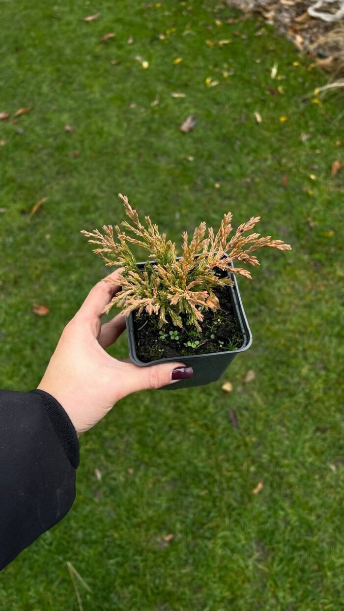 Набір з 5 рослин: Ковила, Ялівець Lime Glow, плющ гостролистий, плющ Вайт Вандер, барбарис Лімончело - Зображення 2