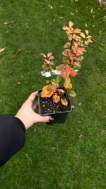 Набір з 5 рослин: Ковила, Ялівець Lime Glow, плющ гостролистий, плющ Вайт Вандер, барбарис Лімончело - Зображення 3