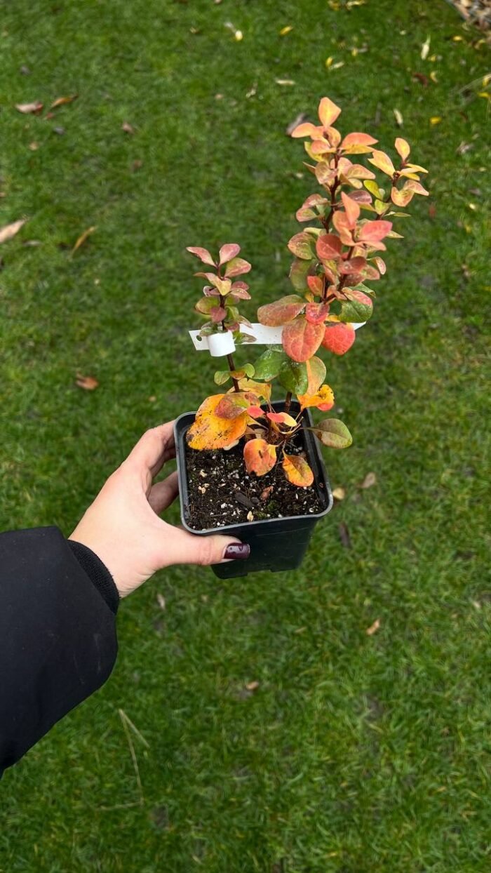 Набір з 5 рослин: Ковила, Ялівець Lime Glow, плющ гостролистий, плющ Вайт Вандер, барбарис Лімончело - Зображення 3