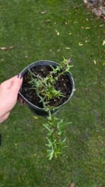 Набір з 5 рослин: Ковила, Ялівець Lime Glow, плющ гостролистий, плющ Вайт Вандер, барбарис Лімончело - Зображення 4