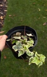 Набір з 4 рослин: Плющ Вайт Вандер, живучка, барбарис, ялівець - Зображення 2