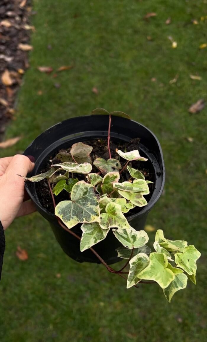 Набір з 4 рослин: Плющ Вайт Вандер, живучка, барбарис, ялівець - Зображення 2