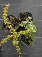 Набір з 4 рослин: Плющ Вайт Вандер, живучка, барбарис, ялівець