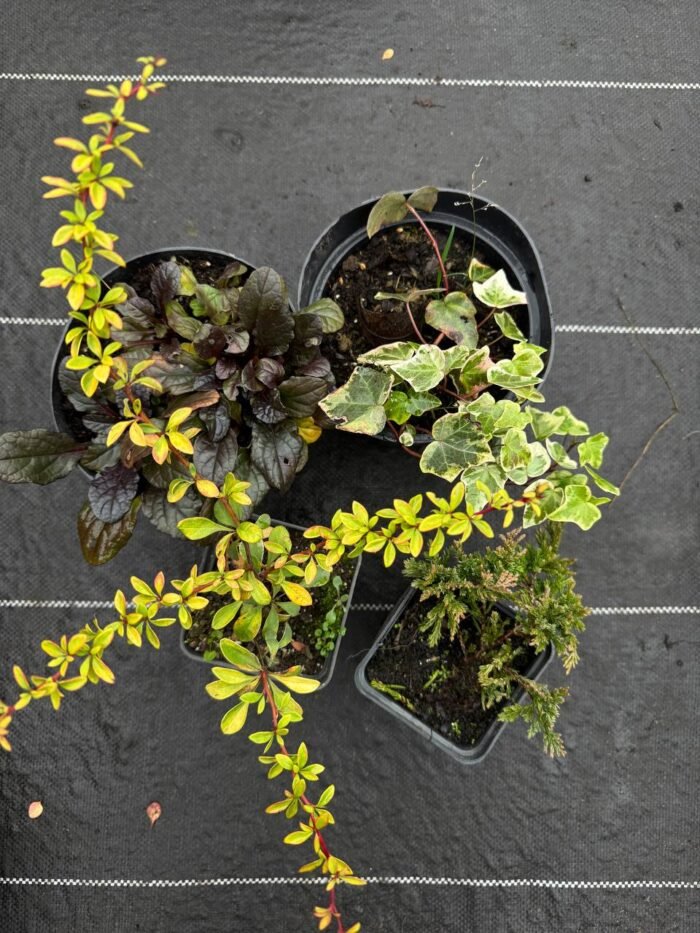 photo_2025-11-06_13-44-18 Набір з 4 рослин: Плющ Вайт Вандер, живучка, барбарис, ялівець - Зображення 1