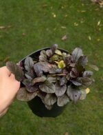 Набір з 4 рослин: Плющ Вайт Вандер, живучка, барбарис, ялівець - Зображення 3