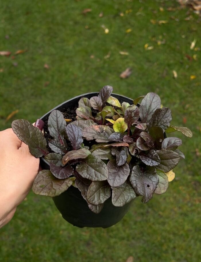 Набір з 4 рослин: Плющ Вайт Вандер, живучка, барбарис, ялівець - Зображення 3