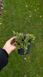 Набір з 4 рослин: Плющ Вайт Вандер, живучка, барбарис, ялівець - Зображення 4