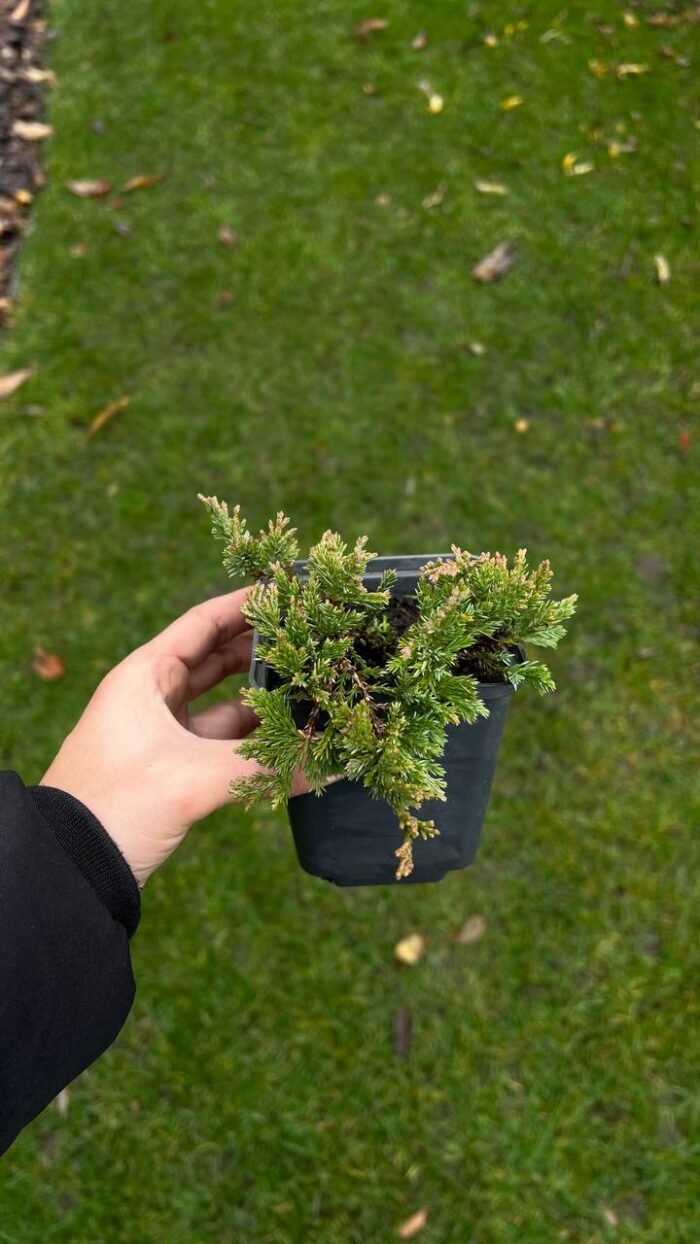 Набір з 4 рослин: Плющ Вайт Вандер, живучка, барбарис, ялівець - Зображення 4