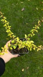 Набір з 4 рослин: Плющ Вайт Вандер, живучка, барбарис, ялівець - Зображення 5