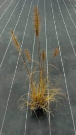Пеннісетум 'Hameln' С1,5 - Зображення 2