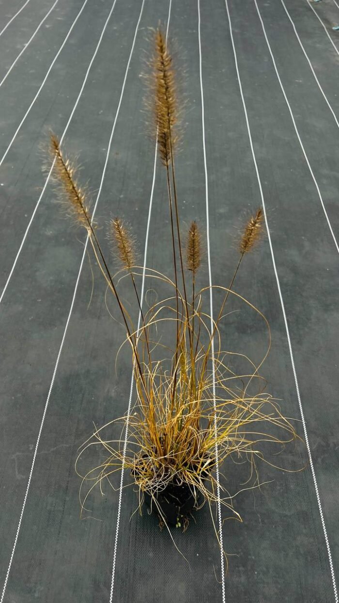 Пеннісетум 'Hameln' С1,5 - Зображення 2