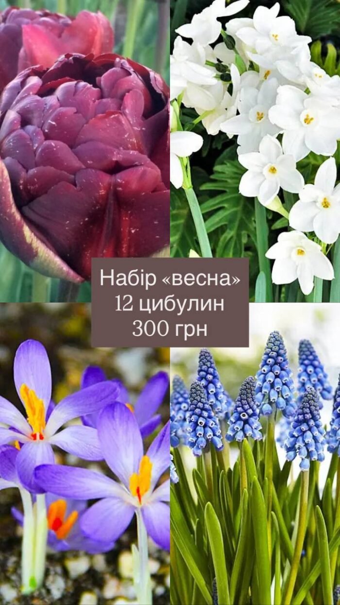 photo_2025-11-07_13-31-34 Набір "Весна" з 12 цибулин - Зображення 1