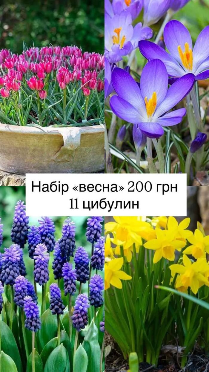 photo_2025-11-07_13-39-05 Набір "Весна" 11 шт - Зображення 1